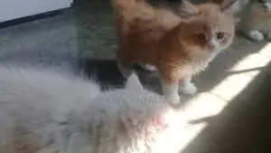 Full Active Persian Kittens for Sale