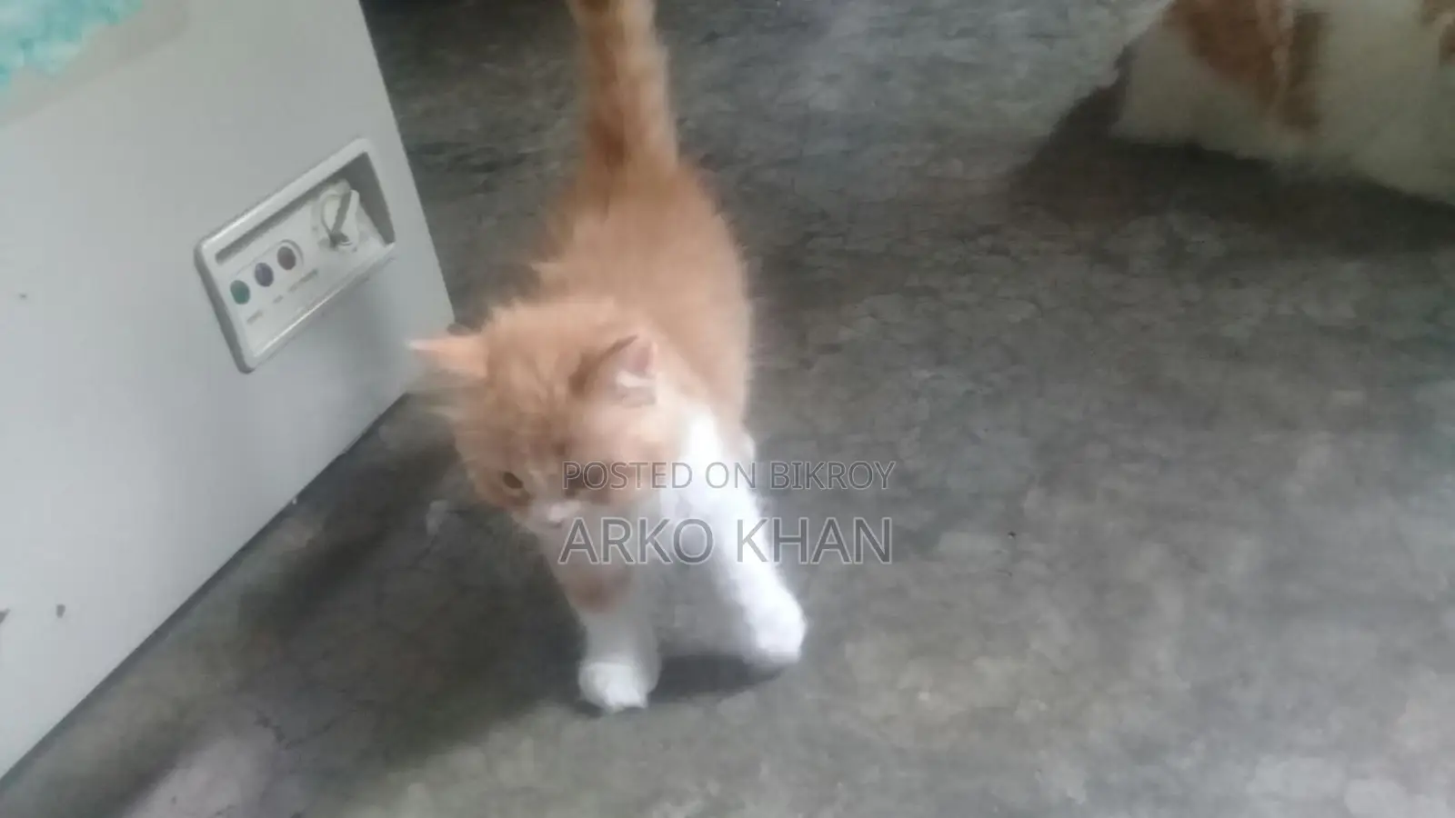 Full Active Persian Kittens for Sale