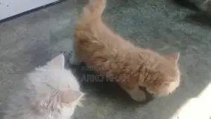 Full Active Persian Kittens for Sale