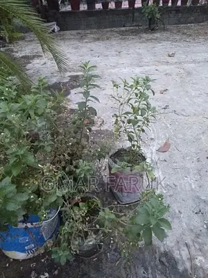 স্টেভিয়া গাছ ডায়াবেটিস কমায়