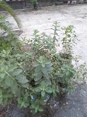 Stevia plant reduces diabetes