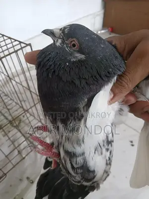 Giri Baz Pigeons