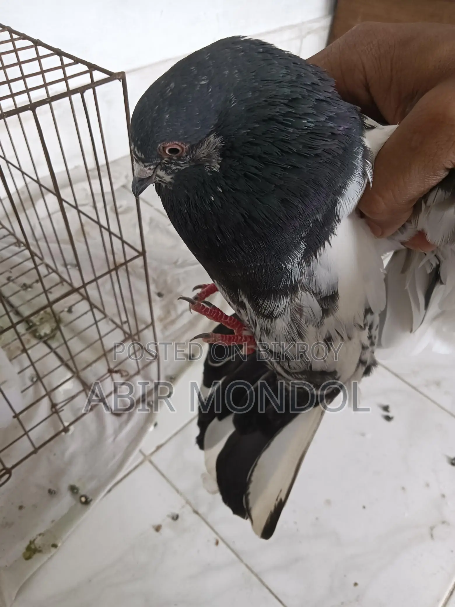 কবুতর গিরি বাজ