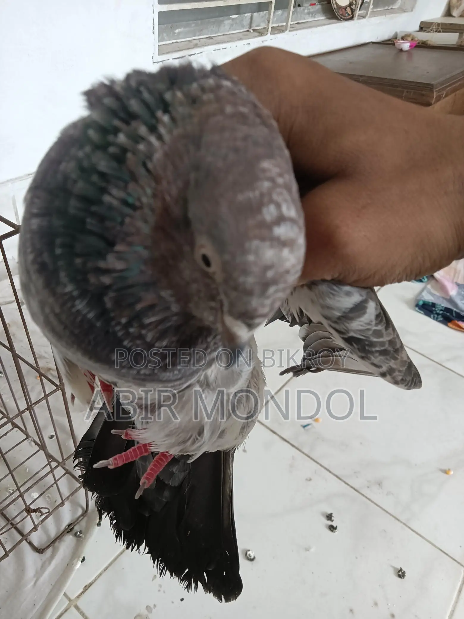 কবুতর গিরি বাজ