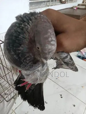 কবুতর গিরি বাজ