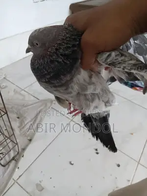 কবুতর গিরি বাজ