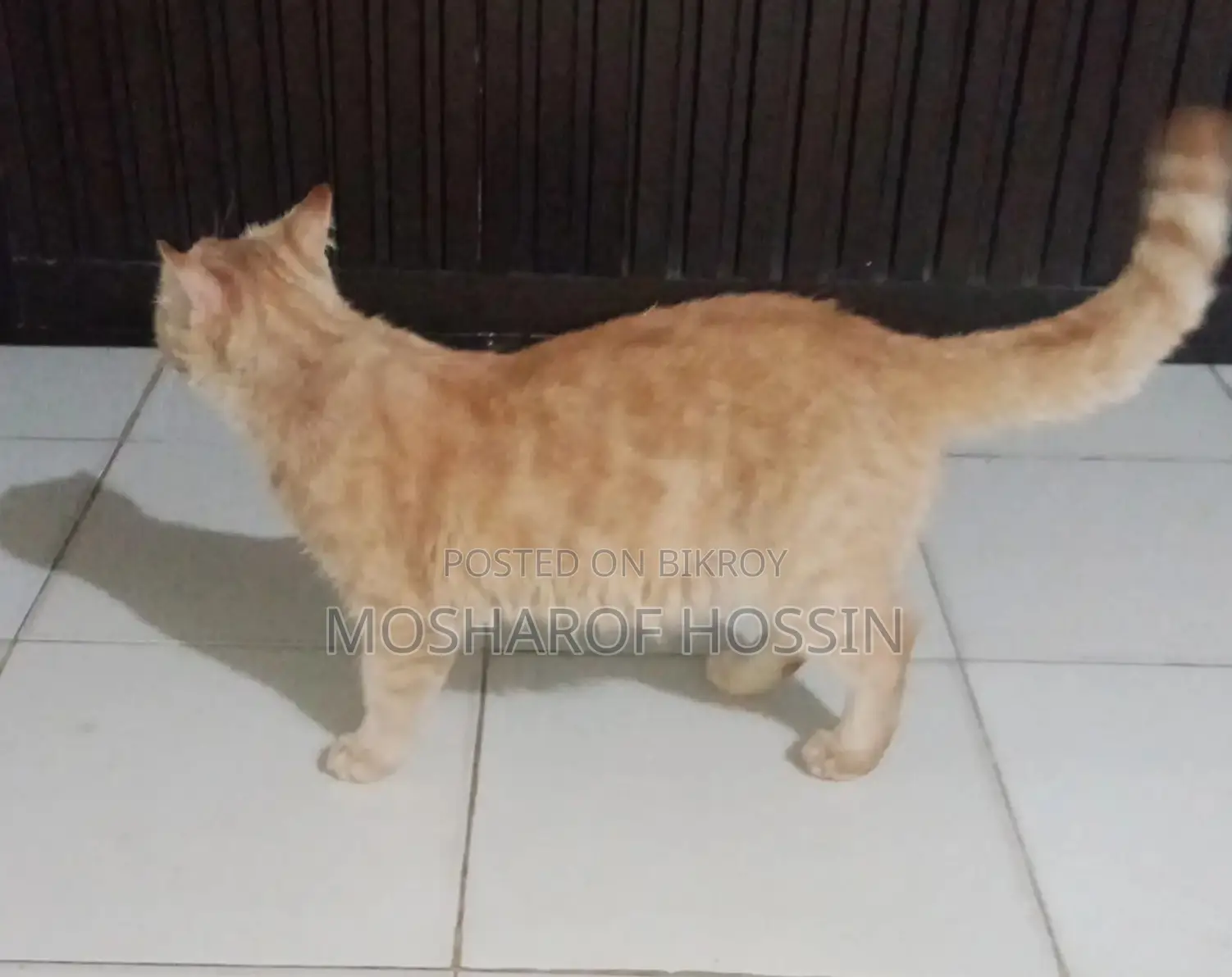 পারশিয়ান বিরাল ১ মাসের প্রেগন্যান্ট