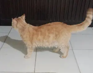 পারশিয়ান বিরাল ১ মাসের প্রেগন্যান্ট