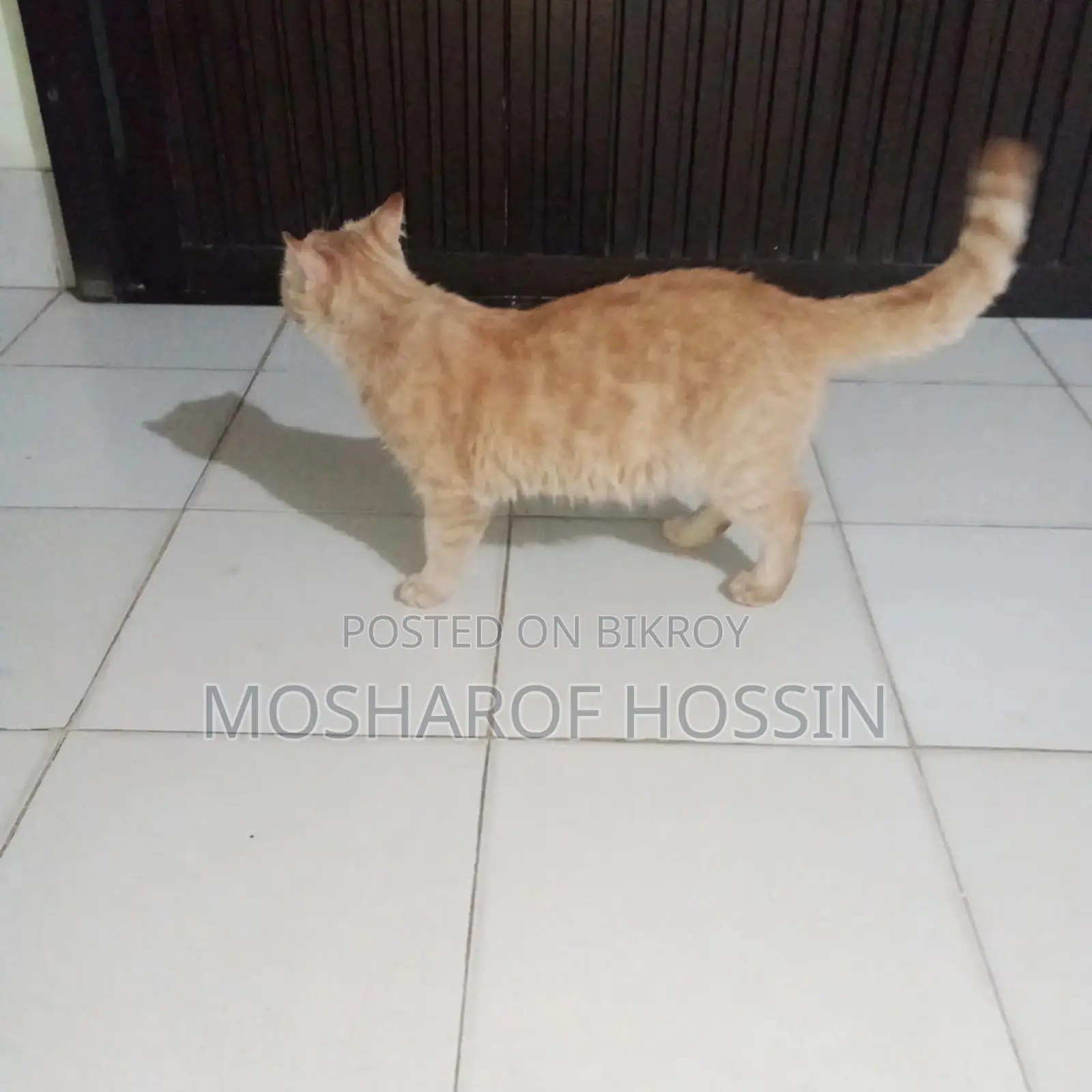 পারশিয়ান বিরাল ১ মাসের প্রেগন্যান্ট