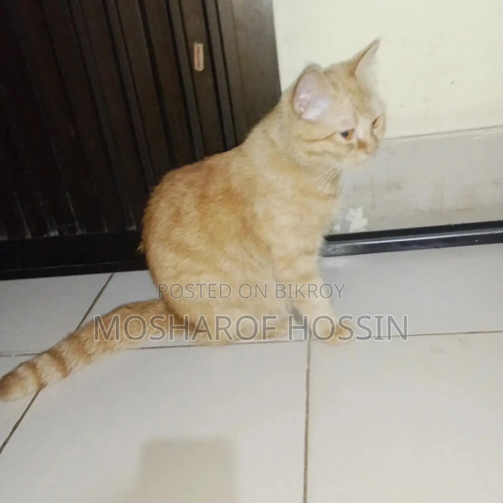 পারশিয়ান বিরাল ১ মাসের প্রেগন্যান্ট