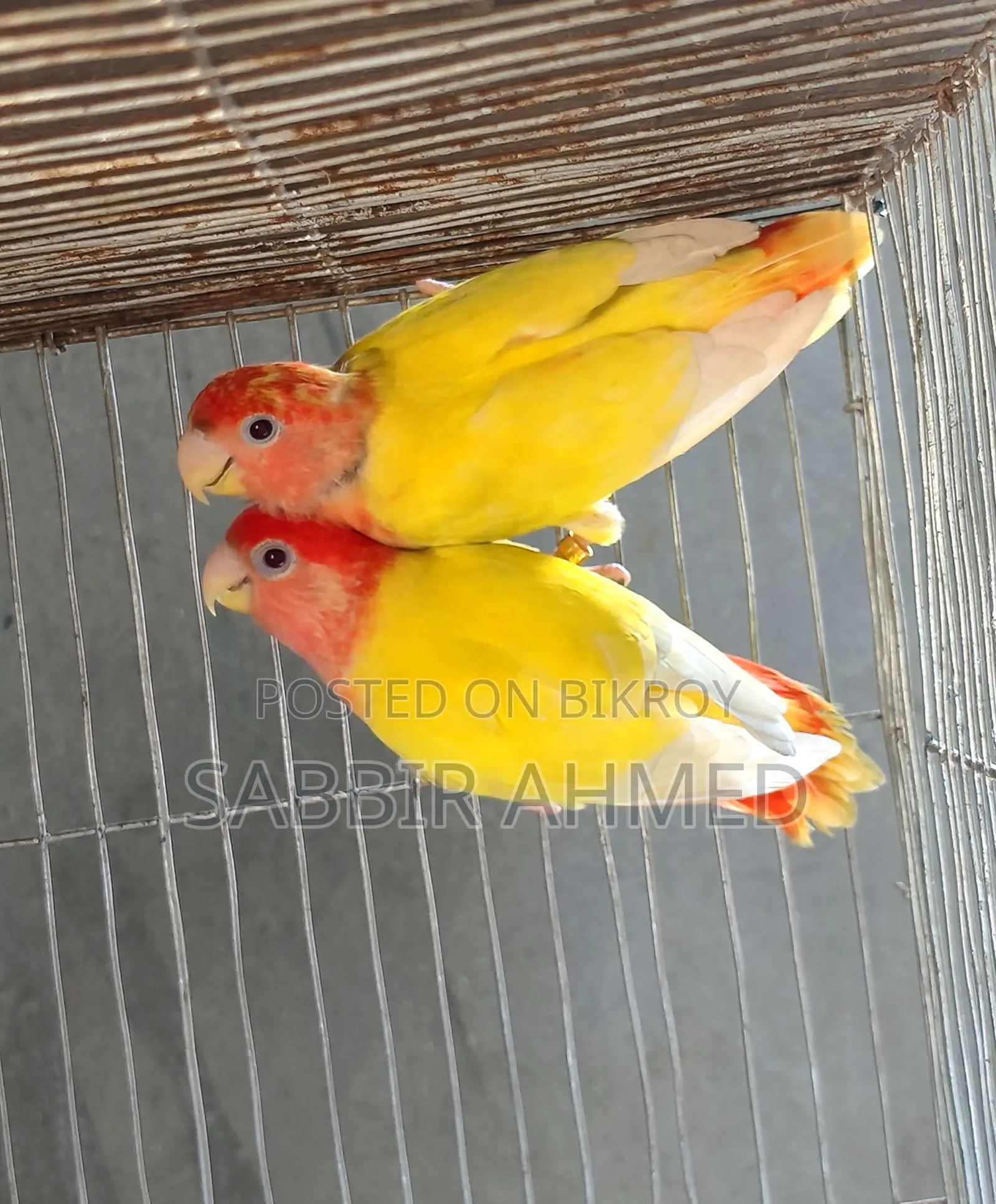 Lutino Opaline Lovebird Breeding Pair