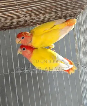 Lutino Opaline Lovebird Breeding Pair