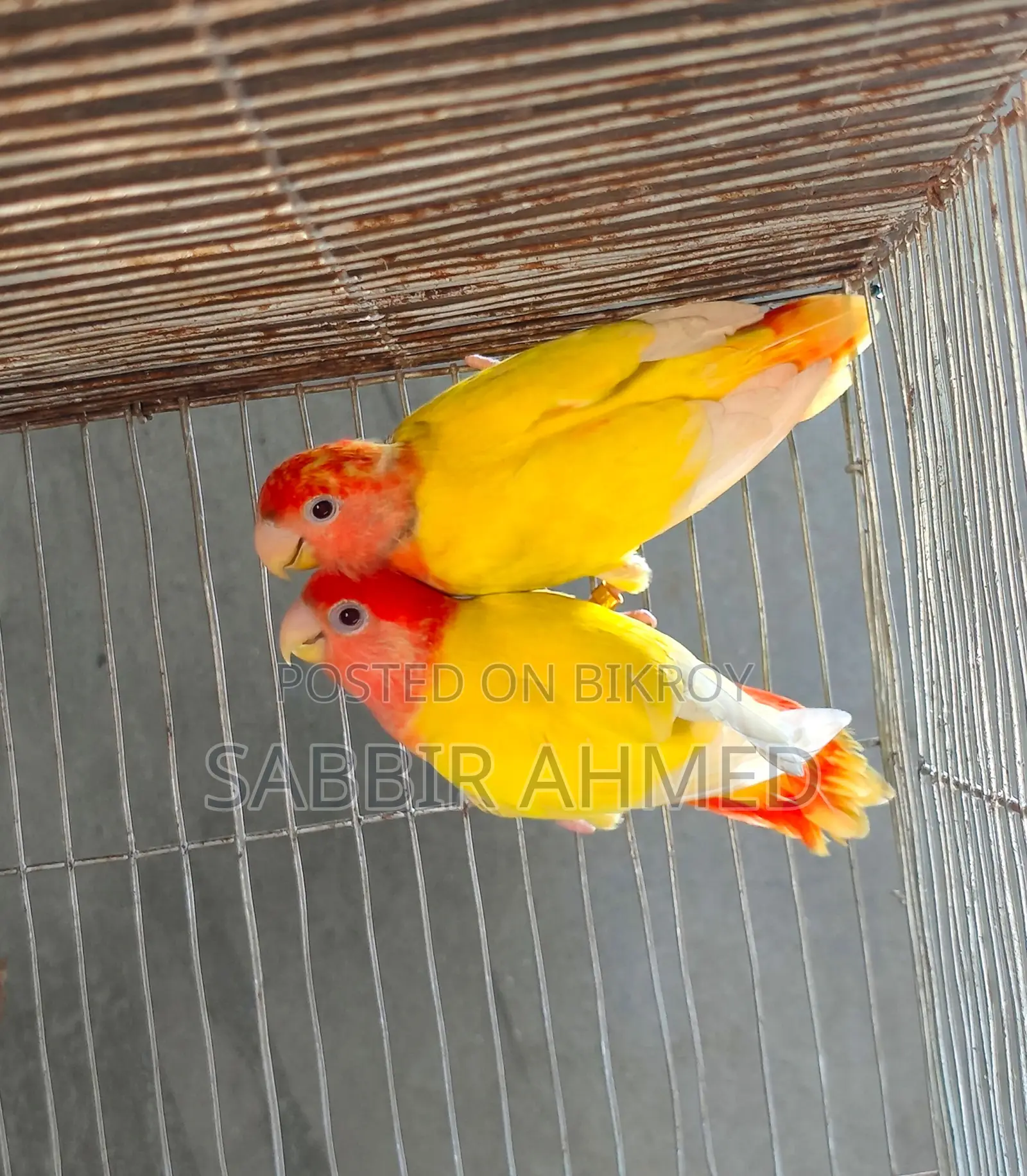 Lutino Opaline Lovebird Breeding Pair