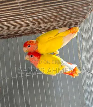 Lutino Opaline Lovebird Breeding Pair