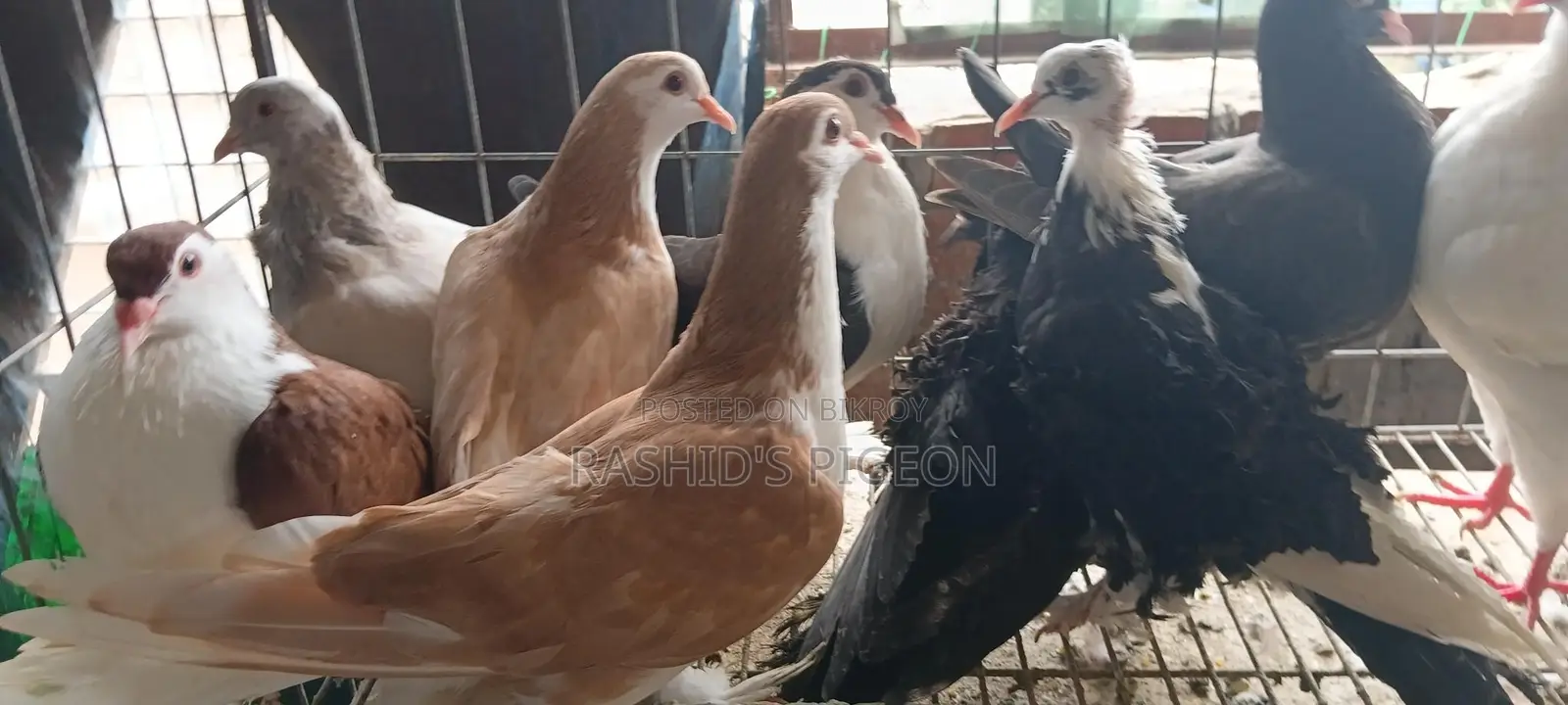 কবুতর বিক্রি