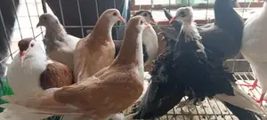 কবুতর বিক্রি