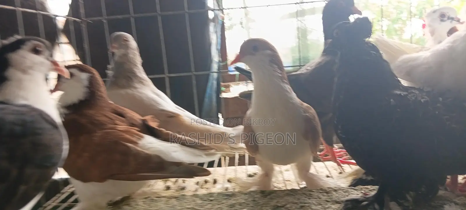 কবুতর বিক্রি