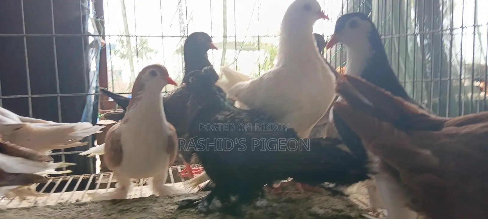 কবুতর বিক্রি