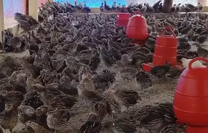 Quail birds for sale, 40/45 days old