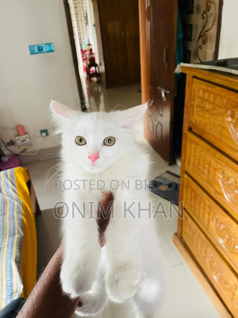 পারশিয়ান মিক্স