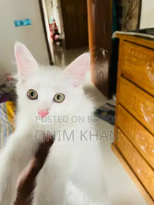 পারশিয়ান মিক্স
