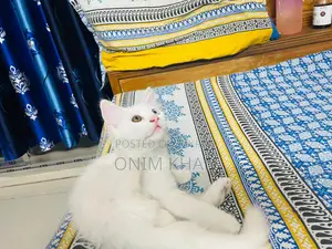 পারশিয়ান মিক্স