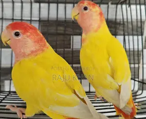 Love Bird Pair