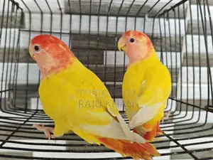 Love Bird Pair