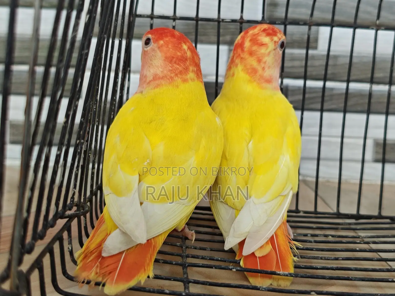 Love Bird Pair