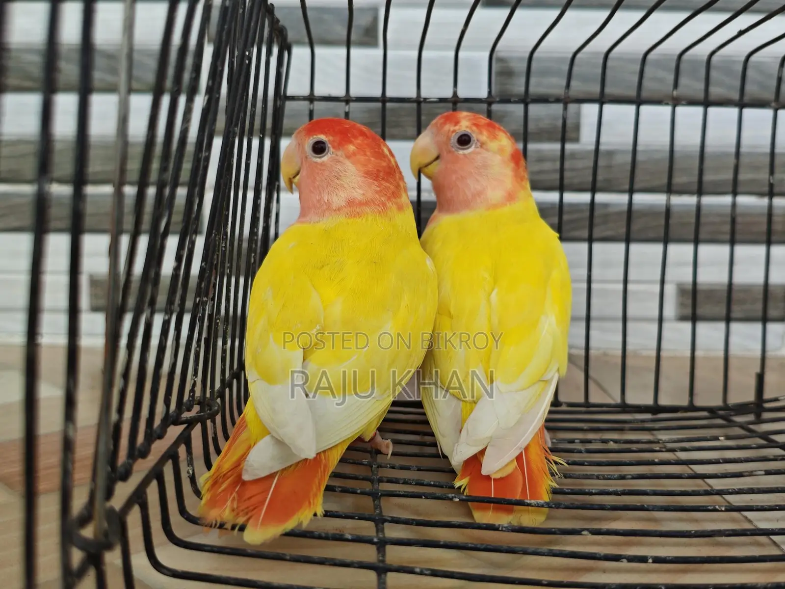 Love Bird Pair