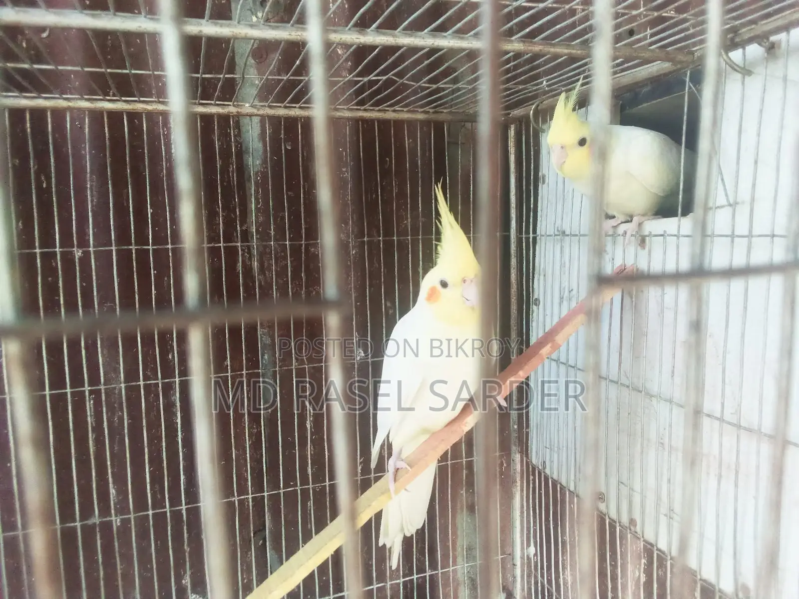 Tamed Red-Eyed Cockatiel
