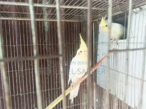 Tamed Red-Eyed Cockatiel