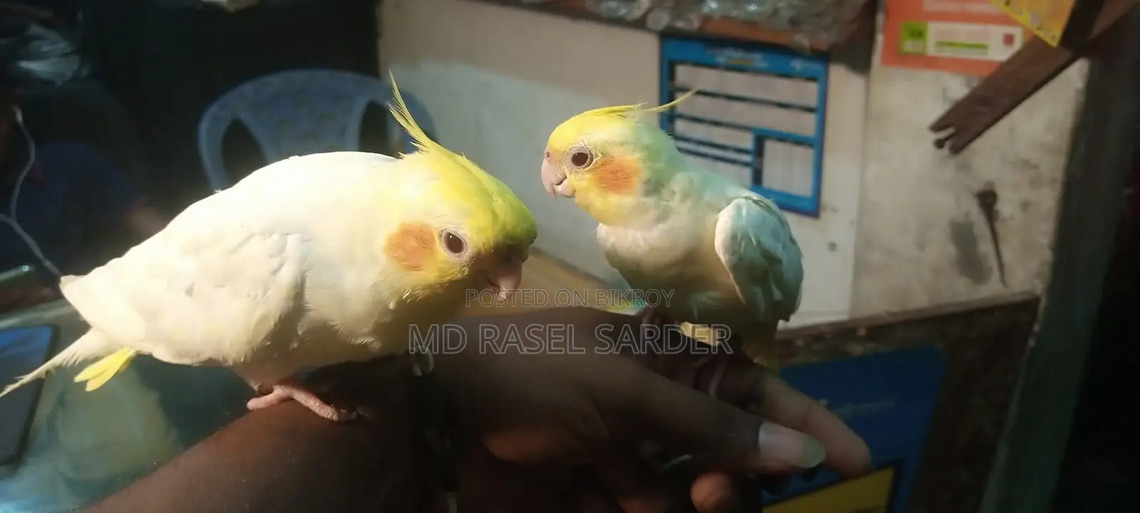 Tamed Red-Eyed Cockatiel