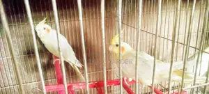 Tamed Red-Eyed Cockatiel
