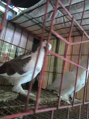 কবুতর বিক্রি করা হবে