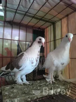 কবুতর বিক্রি করা হবে