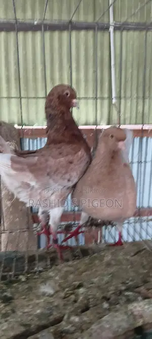 জার্মান মডেনা রানিং