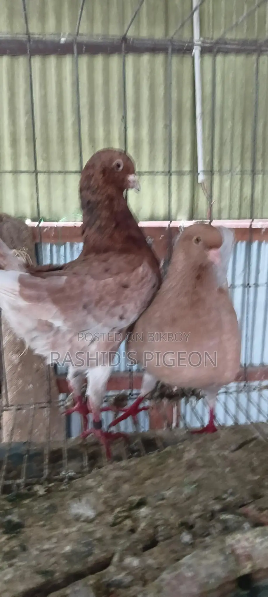 জার্মান মডেনা রানিং