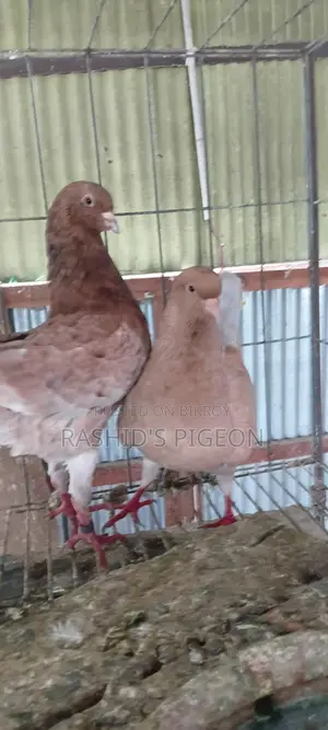 জার্মান মডেনা রানিং