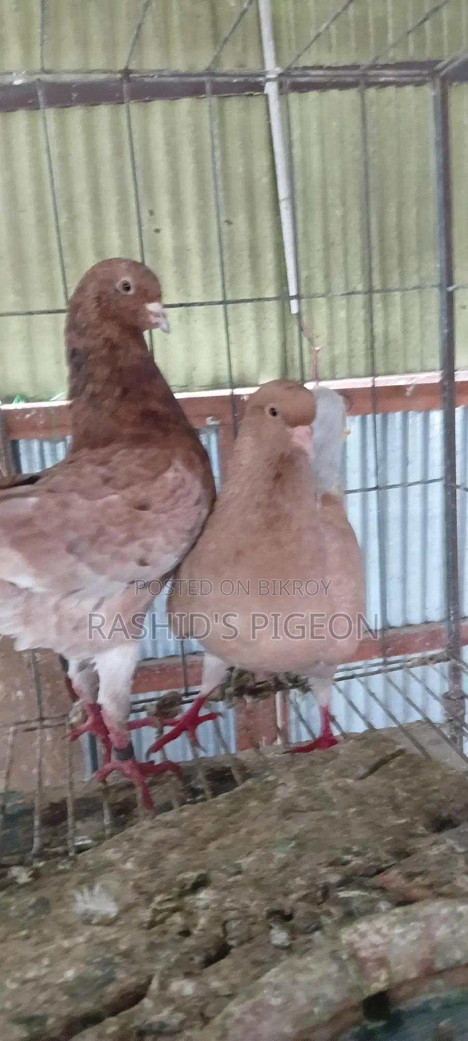 জার্মান মডেনা রানিং