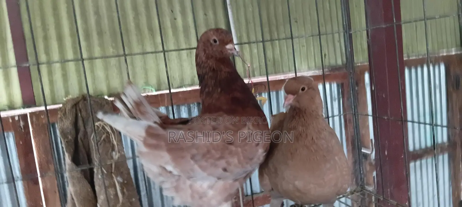 জার্মান মডেনা রানিং