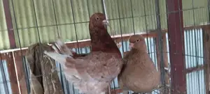 জার্মান মডেনা রানিং