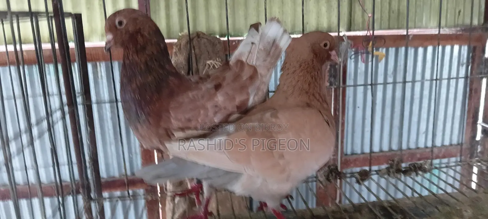 জার্মান মডেনা রানিং