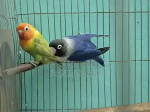 লাভ বার্ড রানিং জোড়া
