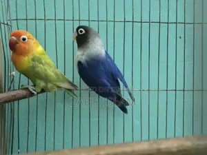 লাভ বার্ড রানিং জোড়া