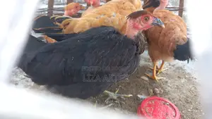 দেশি মুরগির বাচ্চা