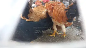 দেশি মুরগির বাচ্চা