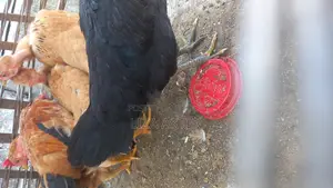 দেশি মুরগির বাচ্চা