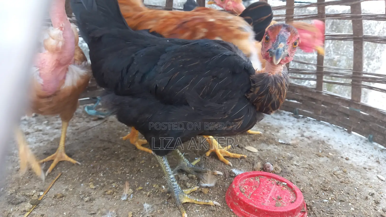 দেশি মুরগির বাচ্চা