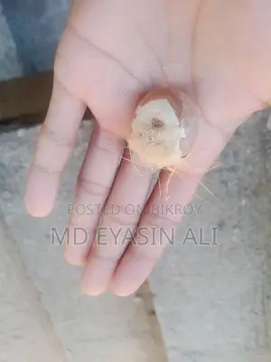 মজা সুপারি